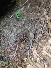 Craugastor raniformis