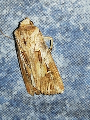 Agrotis spinifera