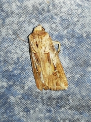 Agrotis spinifera