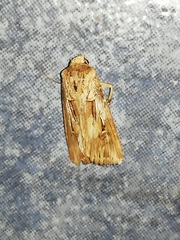 Agrotis spinifera