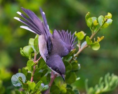 Apalis thoracica capensis