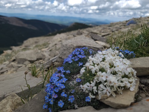 Alyssum-leaf phlox (Phlox alyssifolia)