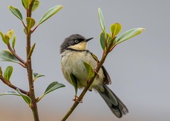 Apalis thoracica capensis