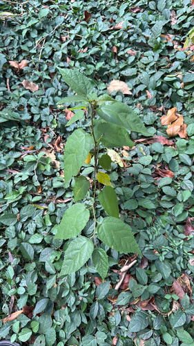 Guazuma ulmifolia observed 2025-06-30