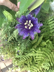 Passiflora