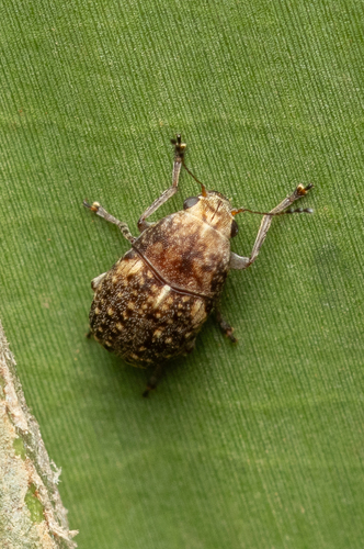 Araecerus observed 2025-06-30
