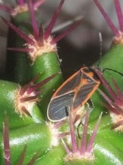 Melacoryphus circumlitus