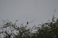 Euplectes hordeaceus