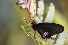 Parides anchises
