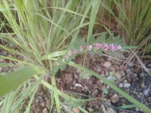Euphorbia tettensis