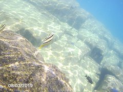 Melanochromis auratus