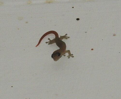 Southern Ghats slender gecko, Hemiphyllodactylus aurantiacus