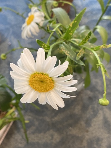 Leucanthemum maximum
