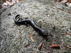 Plethodon hubrichti
