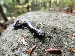 Plethodon hubrichti