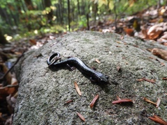 Plethodon hubrichti