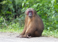 Macaca arctoides