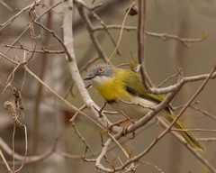 Apalis flavida neglecta