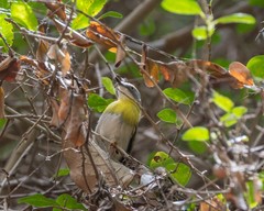 Apalis flavida neglecta
