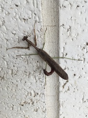 Stagmomantis carolina