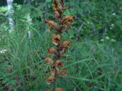 Orobanche gracilis
