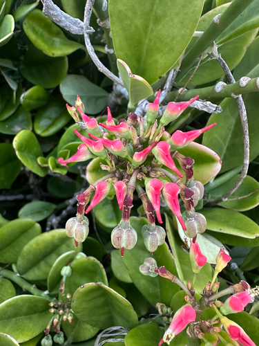 Euphorbia tithymaloides, 2025-06-09