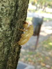 Cicada orni