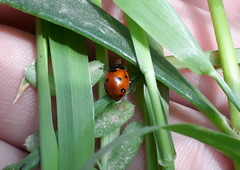 Coccinella septempunctata