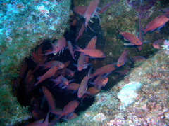 Anthias anthias