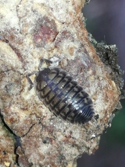 Porcellio obsoletus