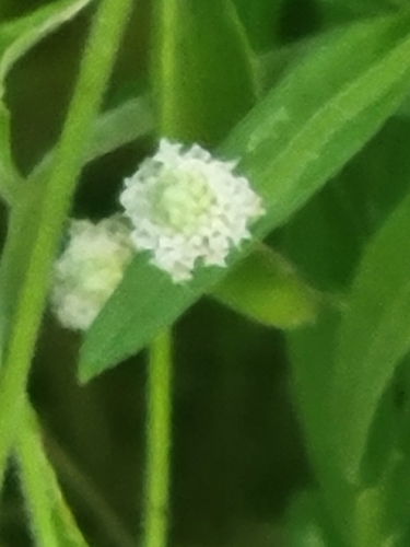 Rio Grande pearlhead (Isocarpha oppositifolia)