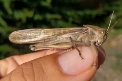 Locusta migratoria cinerascens