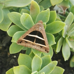 Grammodes bifasciata