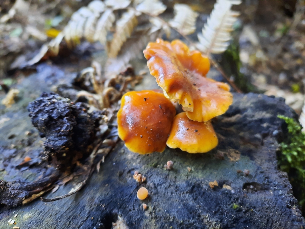 Flammulina velutipes · July 2025 · photo: © maxxrandomnumbers (iNaturalist, cc0)