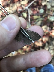 Paryphthimoides poltys