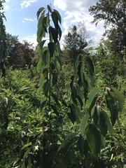 Diospyros virginiana