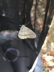 Paryphthimoides poltys