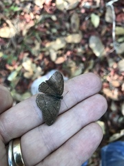 Paryphthimoides poltys