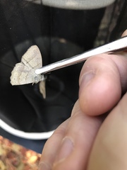 Paryphthimoides poltys