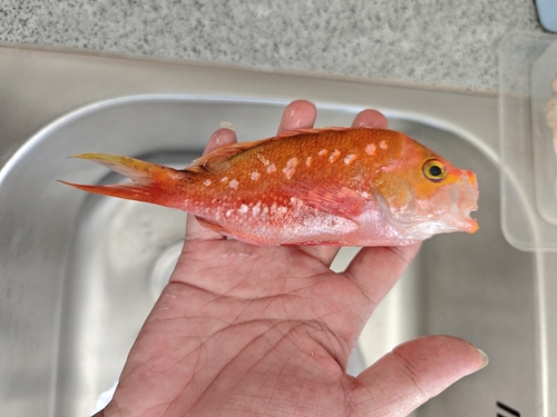 Cherry anthias (Sacura margaritacea) — Serranidae — 2