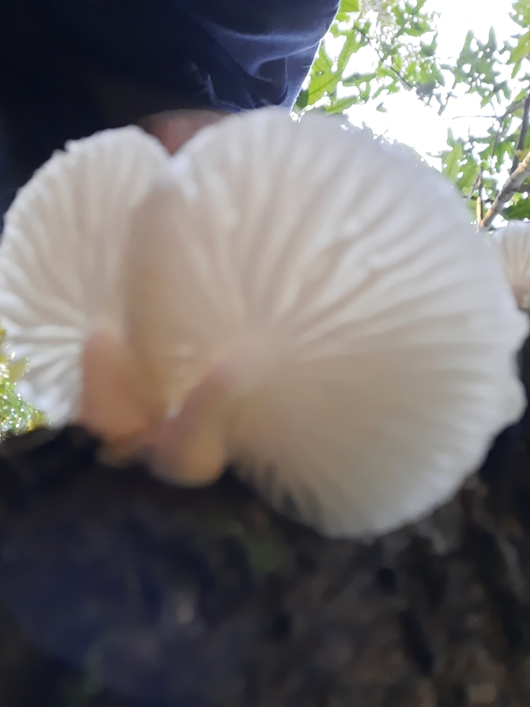 Oudemansiella australis · July 2025 · photo: © maxxrandomnumbers (iNaturalist, cc0)