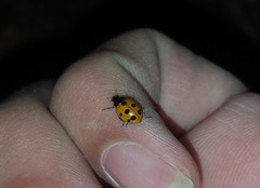 Coccinella undecimpunctata