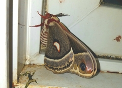 Hyalophora columbia