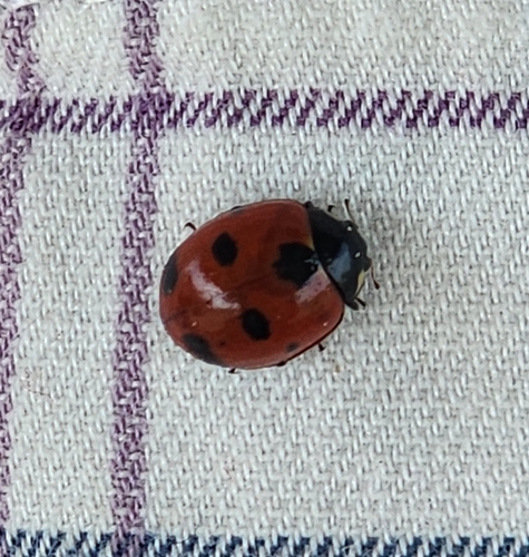 Satellite Lady Beetle photo 2
