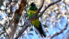 Barnardius zonarius semitorquatus