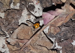 Coccinella undecimpunctata