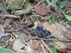 Hemicentetes semispinosus