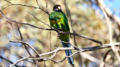 Barnardius zonarius semitorquatus
