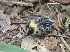 Hemicentetes semispinosus