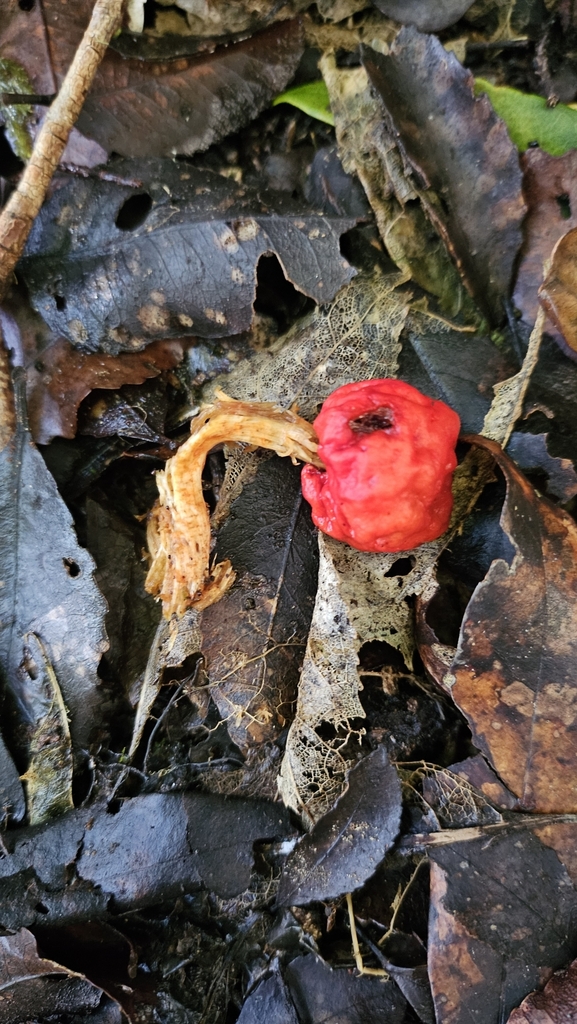Leratiomyces erythrocephalus · July 2025 · photo: © charliethomas (iNaturalist, cc0)